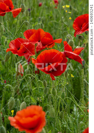 Close-up of vibrant red poppies in a green meadow 140693241