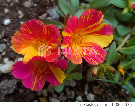 The portulaca flower has a beautiful, vibrant striped pattern. 140693376