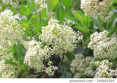刺莢蒾(Viburnum plicatum)的白色花朵 刺莢蒾(Viburnum plicatum)的白色花朵 140693384