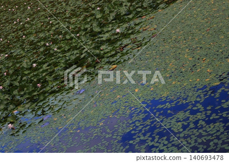 Uenohara, Omatsu Pond, Lotus Flowers Uenohara, Omatsu Pond, Lotus Flowers 140693478