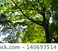 The fresh green maple leaves of the former Furukawa Garden shine in the sunlight. 140693514