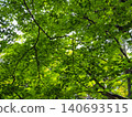 The fresh green maple leaves of the former Furukawa Garden shine in the sunlight. 140693515