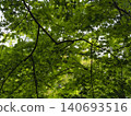 The fresh green maple leaves of the former Furukawa Garden shine in the sunlight. 140693516