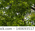 The fresh green maple leaves of the former Furukawa Garden shine in the sunlight. 140693517