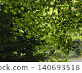 The fresh green maple leaves of the former Furukawa Garden shine in the sunlight. 140693518