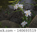 German irises blooming in the former Furukawa Garden 140693519