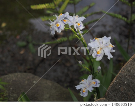 German irises blooming in the former Furukawa Garden 140693519