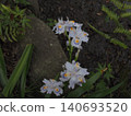 German irises blooming in the former Furukawa Garden 140693520