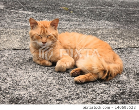 A tabby cat relaxing at the harbor A tabby cat relaxing at the harbor 140693528