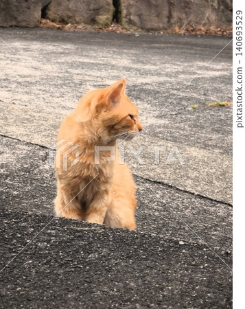 A tabby cat sitting in the harbor, profile view A tabby cat sitting in the harbor, profile view 140693529