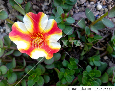 A single portulaca flower, its white and red colors striking. A single portulaca flower, its white and red colors striking. 140693552
