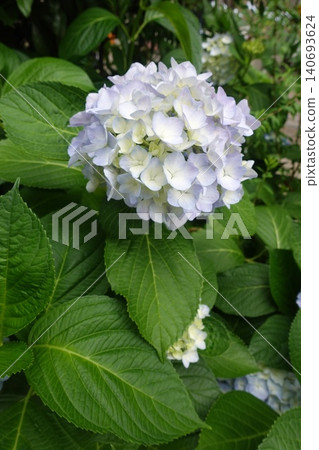 A vertical photograph featuring white and light purple hydrangeas and spreading green leaves. A vertical photograph featuring white and light purple hydrangeas and spreading green leaves. 140693624