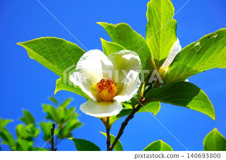 White summer camellia flowers stand out against the summer sky. White summer camellia flowers stand out against the summer sky. 140693800