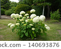 hydrangea 140693876