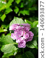  hydrangea 140693877