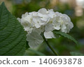  hydrangea 140693878
