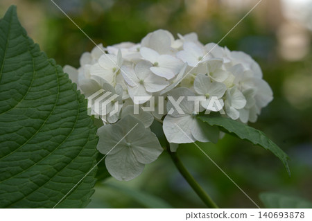 繡球 繡球 140693878