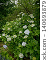  hydrangea 140693879