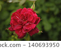 Red rose wet in the rain 140693950