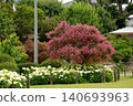 Smoke tree and hydrangea 140693963