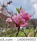 花桃 140694003