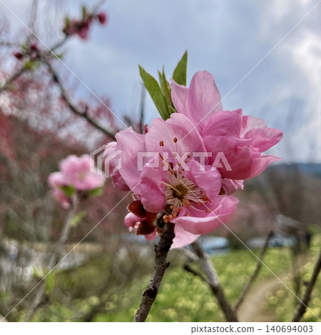 Flower peach Flower peach 140694003