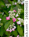 Mountain hydrangea 140694085