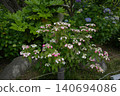 Mountain hydrangea 140694086
