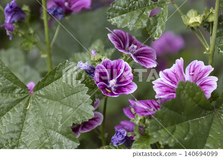 Close-up of bright purple mallow flowers blooming in a summer garden. Group of wild malva sylvestris blossoms with dark veins on petals, soft bokeh background. Detailed floral macro photography. 140694099
