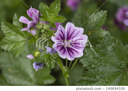 Close-up of bright purple mallow flowers blooming in a summer garden. Group of wild malva sylvestris blossoms with dark veins on petals, soft bokeh background. Detailed floral macro photography. Close-up of bright purple mallow flowers blooming in a summer garden. Group of wild malva sylvestris blossoms with dark veins on petals, soft bokeh background. Detailed floral macro photography. 140694100