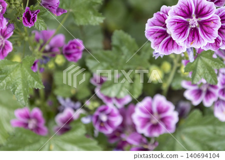 Top view of bright purple mallow flowers blooming in a summer garden. Malva sylvestris bush with green leaves and pink striped blossoms in soft focus bokeh background. Natural floral backdrop. 140694104