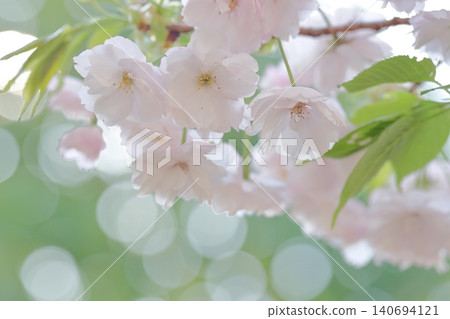 Beautiful double-flowered cherry blossoms with large, fluffy blooms (Higashiyama Zoo and Botanical Gardens, Nagoya City, Aichi Prefecture) Beautiful double-flowered cherry blossoms with large, fluffy blooms (Higashiyama Zoo and Botanical Gardens, Nagoya City, Aichi Prefecture) 140694121