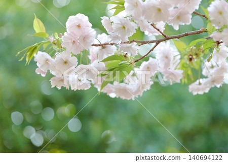 美麗的重瓣櫻花,花朵碩大蓬鬆(愛知縣名古屋市東山動物園和植物園) 美麗的重瓣櫻花,花朵碩大蓬鬆(愛知縣名古屋市東山動物園和植物園) 140694122