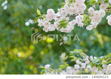 美麗的重瓣櫻花，花朵碩大蓬鬆（愛知縣名古屋市東山動物園和植物園） 140694123