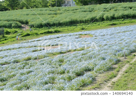 粉蝶：一片令人嘆為觀止的花海（愛知縣日新市愛知農場） 140694140