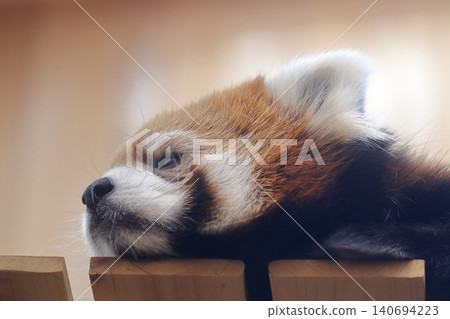 小熊貓(愛知縣名古屋市東山動物園和植物園) 小熊貓(愛知縣名古屋市東山動物園和植物園) 140694223