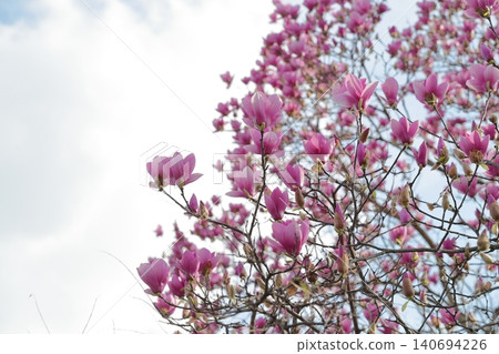 Countless purple flower spikes reach towards the sky (Magnolia, Higashiyama Zoo and Botanical Gardens, Nagoya City, Aichi Prefecture) Countless purple flower spikes reach towards the sky (Magnolia, Higashiyama Zoo and Botanical Gardens, Nagoya City, Aichi Prefecture) 140694226
