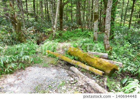 A landscape near Tashiro Marsh in Kamikochi, Matsumoto City, Nagano Prefecture (2023) A landscape near Tashiro Marsh in Kamikochi, Matsumoto City, Nagano Prefecture (2023) 140694448