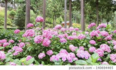 hydrangea, bloom, blossom 140694465