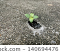 Young green seedling growing through hole in concrete asphalt ground, symbolizing hope, resilience, and new life emerging from harsh urban environment surface 140694476