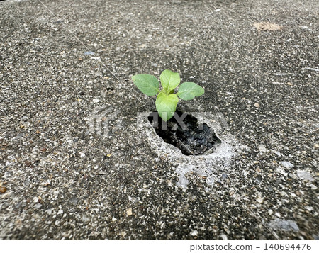 Young green seedling growing through hole in concrete asphalt ground, symbolizing hope, resilience, and new life emerging from harsh urban environment surface Young green seedling growing through hole in concrete asphalt ground, symbolizing hope, resilience, and new life emerging from harsh urban environment surface 140694476