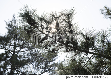 A view of the pine tree-lined avenue and blue sky at Izumo Taisha Shrine in Izumo City, Shimane Prefecture. A view of the pine tree-lined avenue and blue sky at Izumo Taisha Shrine in Izumo City, Shimane Prefecture. 140694522