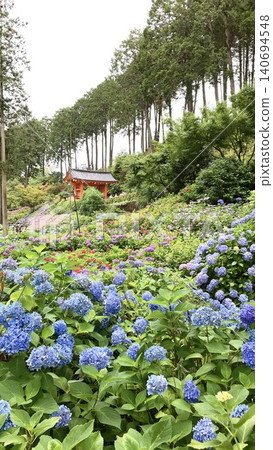 Hydrangea in early summer Hydrangea in early summer 140694548