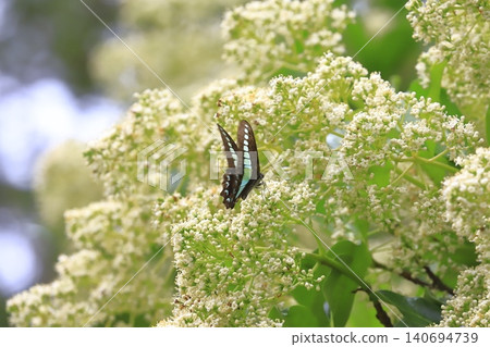 A swallowtail butterfly sipping nectar from a coral tree. A swallowtail butterfly sipping nectar from a coral tree. 140694739