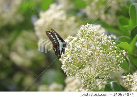 A swallowtail butterfly sipping nectar from a coral tree. A swallowtail butterfly sipping nectar from a coral tree. 140694874