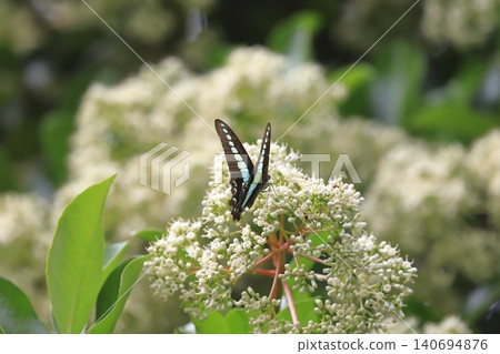 A swallowtail butterfly sipping nectar from a coral tree. A swallowtail butterfly sipping nectar from a coral tree. 140694876