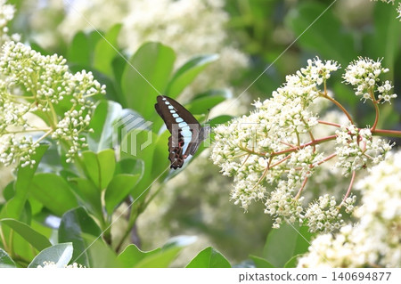 A swallowtail butterfly sipping nectar from a coral tree. A swallowtail butterfly sipping nectar from a coral tree. 140694877