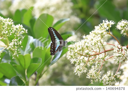 A swallowtail butterfly sipping nectar from a coral tree. A swallowtail butterfly sipping nectar from a coral tree. 140694878