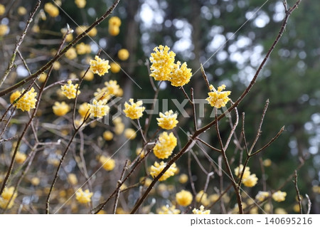 三股花:一種外形獨特的球形植物,也是日本紙(和紙)的原料。 三股花:一種外形獨特的球形植物,也是日本紙(和紙)的原料。 140695216