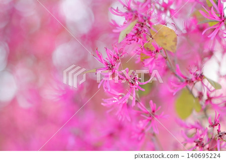 紅花常綠桑寄生：纖細的絲帶狀花朵，美麗地融合成粉紅色漸變。 140695224